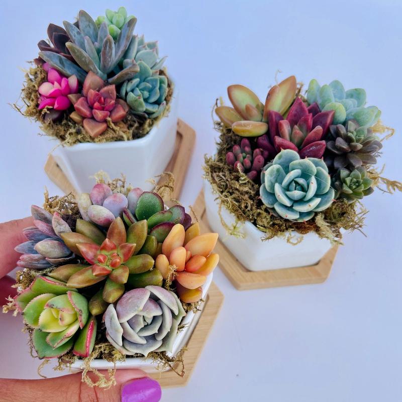 Honey Bubbles - Live Mini Succulent Garden in Ceramic Pots - Ships Free!