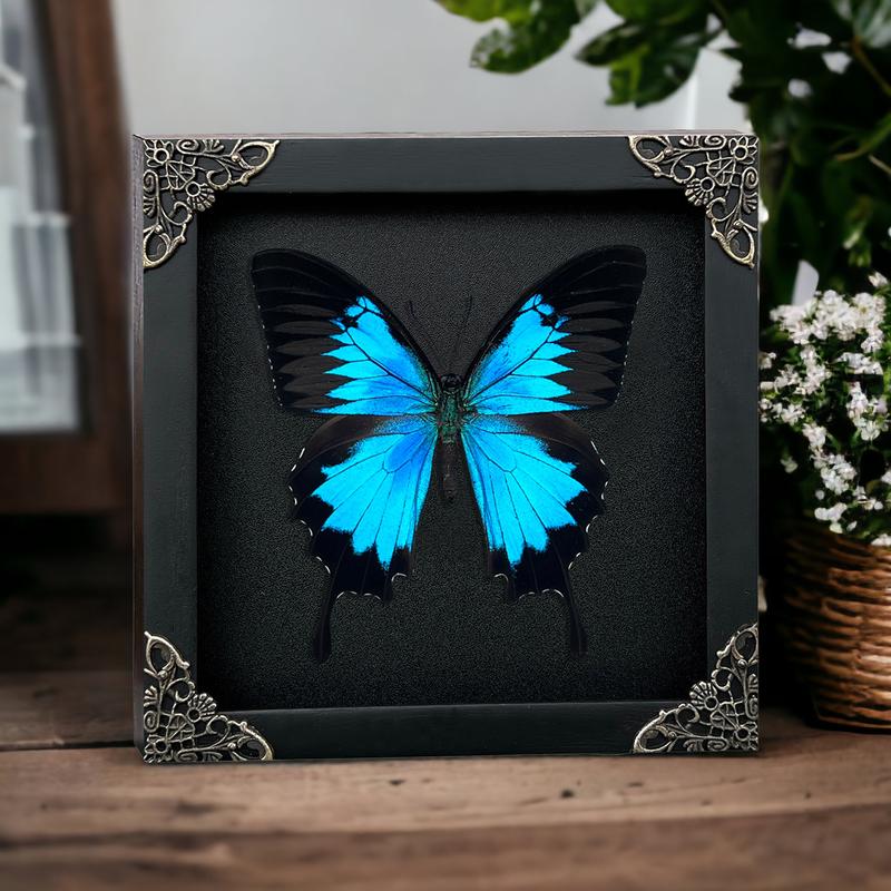 Framed Blue Swallowtail Butterfly Decoration - Gothic Decor Wall Hanging - Collection, Box Gift, Hangable Room art home