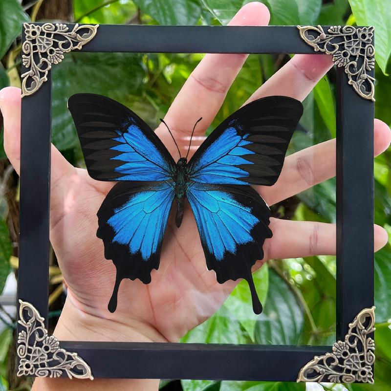 Framed Blue Swallowtail Butterfly Decoration - Gothic Decor Wall Hanging - Collection, Box Gift, Hangable Room art home