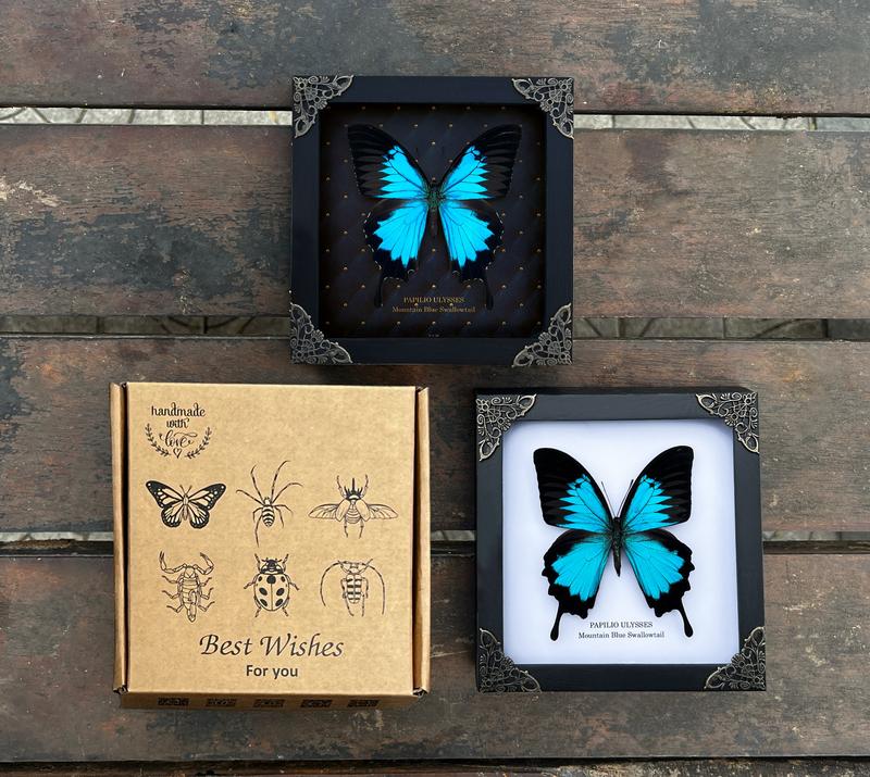 Framed Blue Swallowtail Butterfly Decoration - Gothic Decor Wall Hanging - Collection, Box Gift, Hangable Room art home