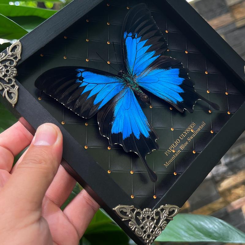 Framed Blue Swallowtail Butterfly Decoration - Gothic Decor Wall Hanging - Collection, Box Gift, Hangable Room art home