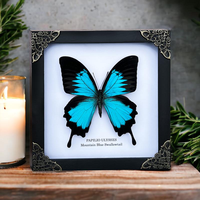 Framed Blue Swallowtail Butterfly Decoration - Gothic Decor Wall Hanging - Collection, Box Gift, Hangable Room art home