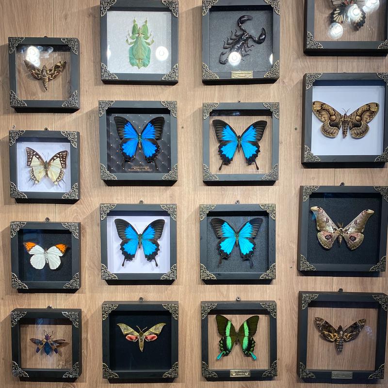 Framed Blue Swallowtail Butterfly Decoration - Gothic Decor Wall Hanging - Collection, Box Gift, Hangable Room art home