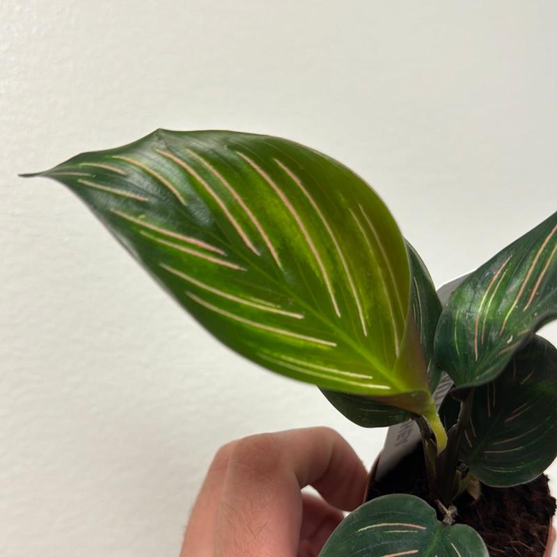 Calathea Beauty Star