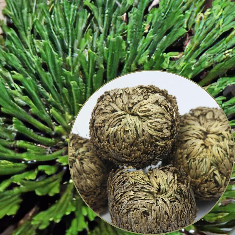 4 Pack Rose of Jericho Dried Plants Rosa de Jerico Original Dried Fern Like Scale Leaf Prayer Plants for Spiritual Purification Home Decor Vase Filler ldeal Present for Plant Lovers Rose of Box Decorative