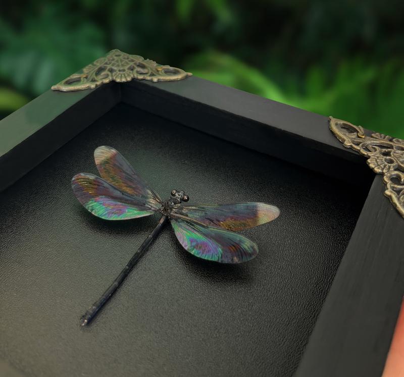 Framed Black Dragonfly Dried Entomology Bug Specimen Gothic Shadow Box Wall Hanging - Gift Collection Decor Room Hangable