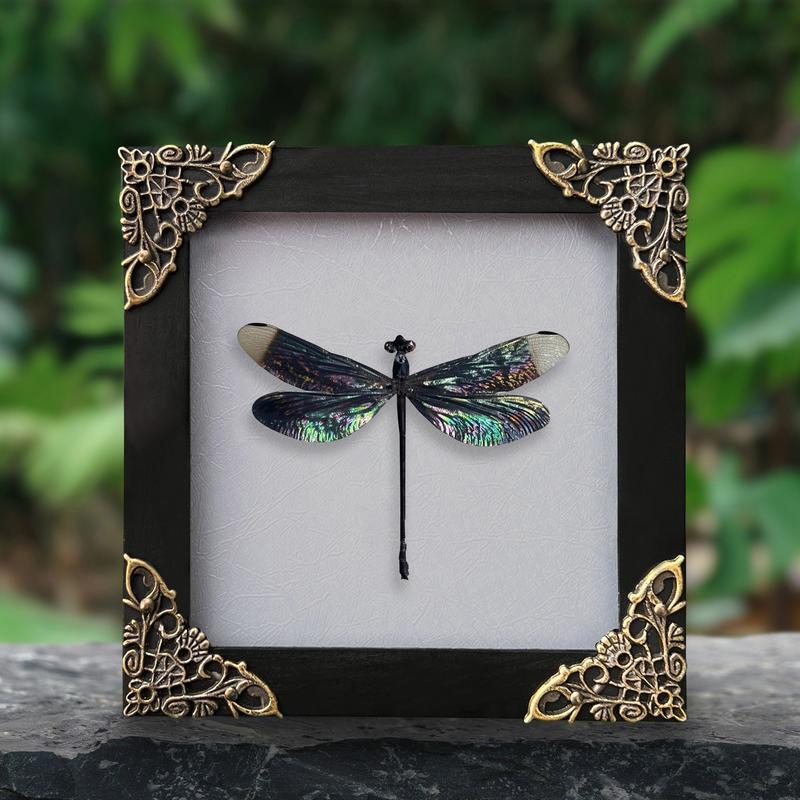 Framed Black Dragonfly Dried Entomology Bug Specimen Gothic Shadow Box Wall Hanging - Gift Collection Decor Room Hangable