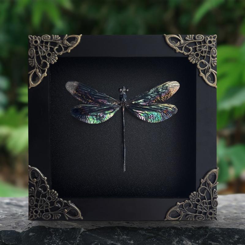 Framed Black Dragonfly Dried Entomology Bug Specimen Gothic Shadow Box Wall Hanging - Gift Collection Decor Room Hangable