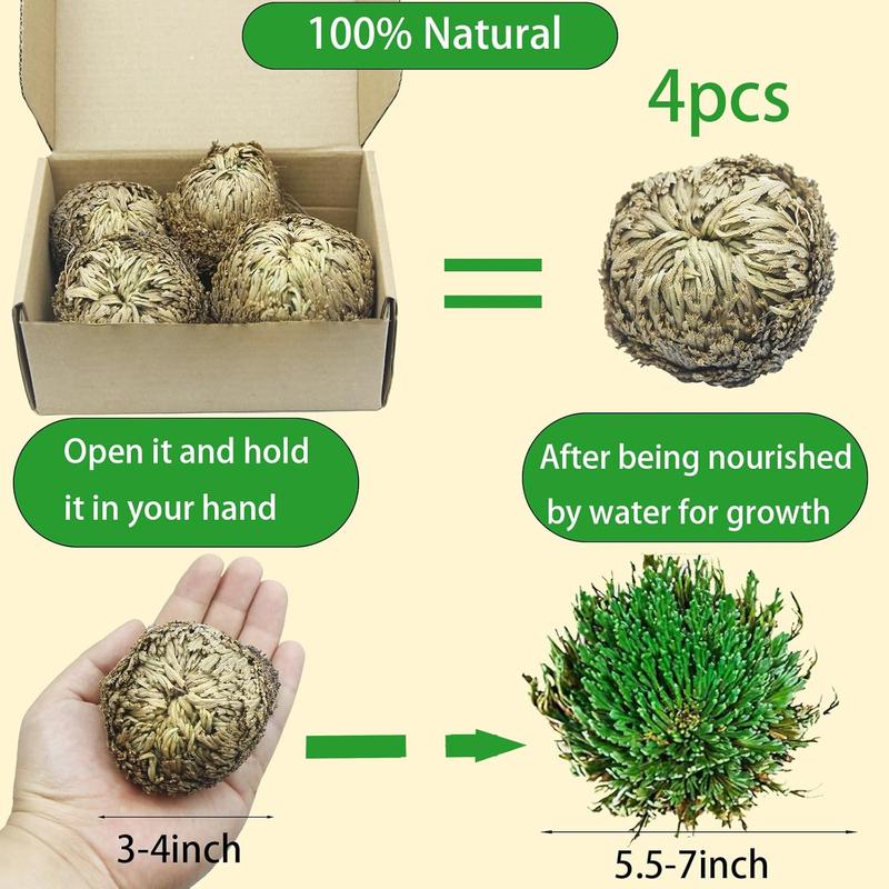 4 Pack Rose of Jericho Dried Plants Rosa de Jerico Original Dried Fern Like Scale Leaf Prayer Plants for Spiritual Purification Home Decor Vase Filler ldeal Present for Plant Lovers Rose of Box Decorative