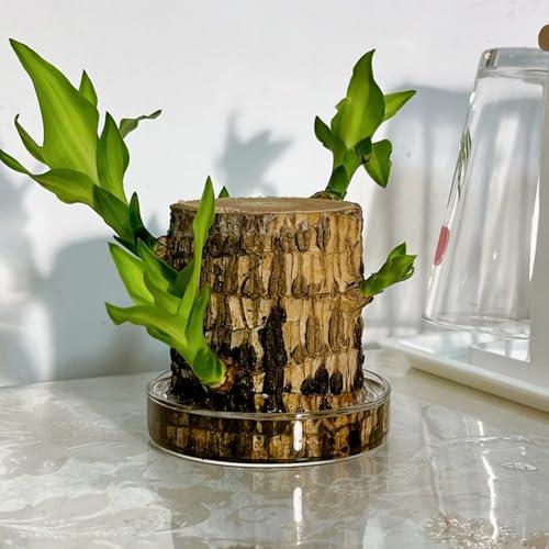 brazilian lucky wood, With Tray and Decorative ornaments for Desktop Decoration