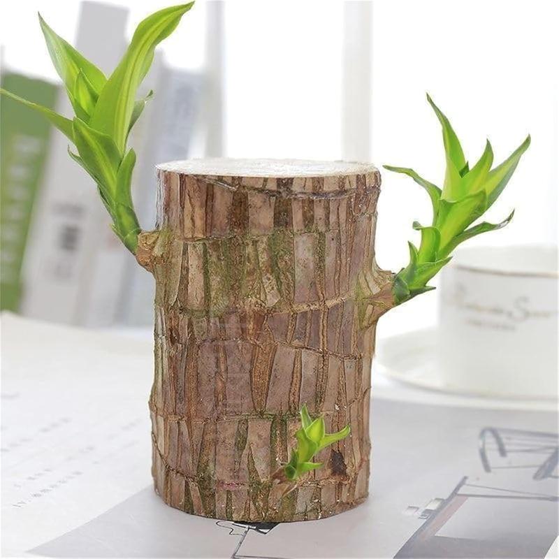 brazilian lucky wood, With Tray and Decorative ornaments for Desktop Decoration