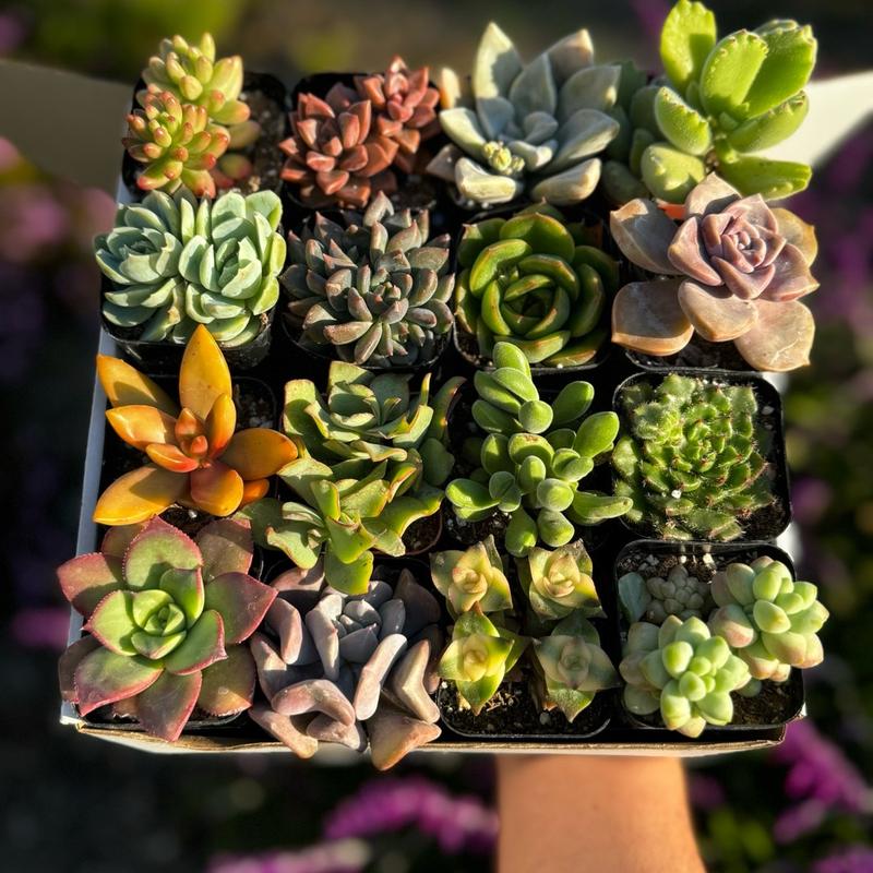 Live Succulent Gift Box “16 Pack”, Different Shapes & Colors, Arrangements, Decorative