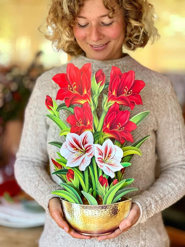 Scarlet Amaryllis