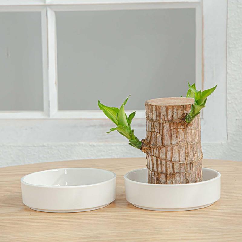 brazilian lucky wood, With Tray and Decorative ornaments for Desktop Decoration