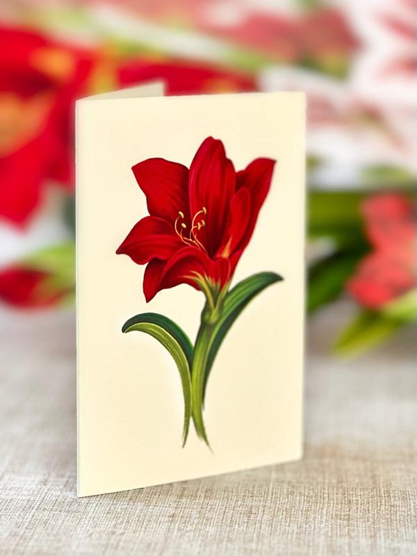 Scarlet Amaryllis