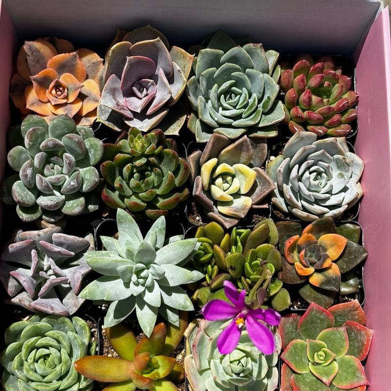 Live Succulent Gift Box “16 Pack”, Different Shapes & Colors, Arrangements, Decorative