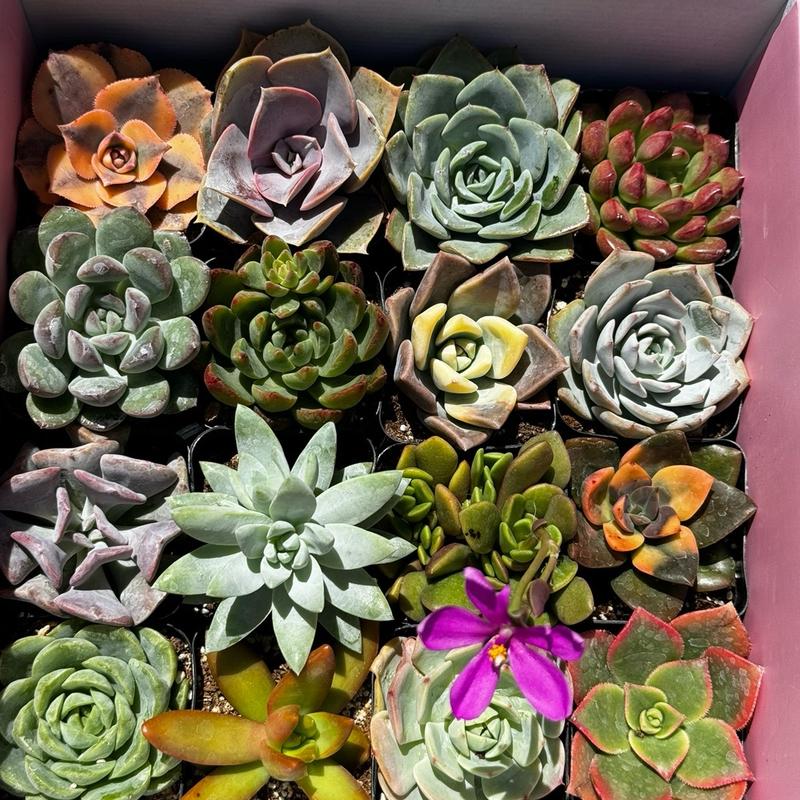 Live Succulent Gift Box “16 Pack”, Different Shapes & Colors, Arrangements, Decorative