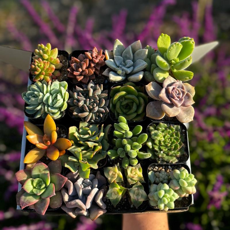 Live Succulent Gift Box “16 Pack”, Different Shapes & Colors, Arrangements, Decorative