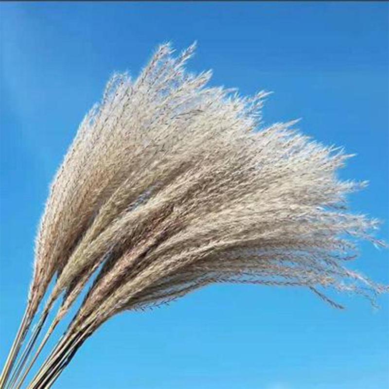 Natural Dried Pampas Grass for Room Decor (65pcs), Dried Plant for Home Party Wedding Decoration, Home Decor Supplies