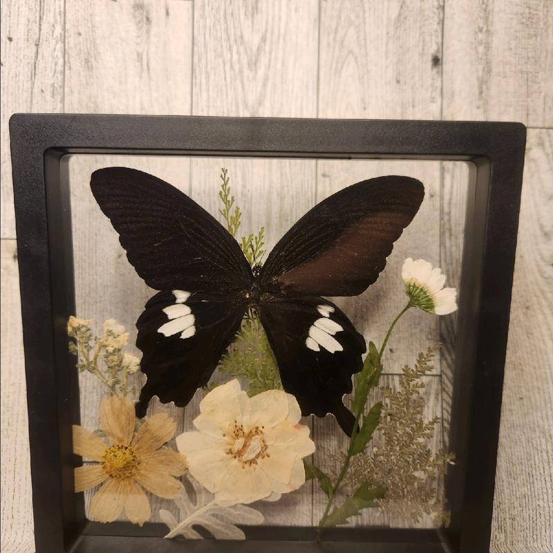 Framed Butterfly Art