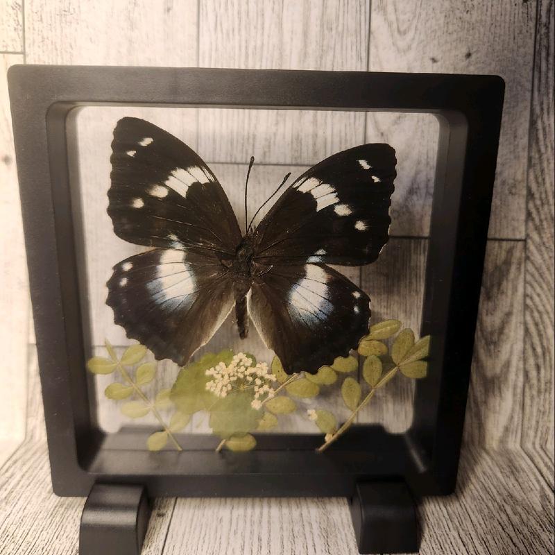 Framed Butterfly Art