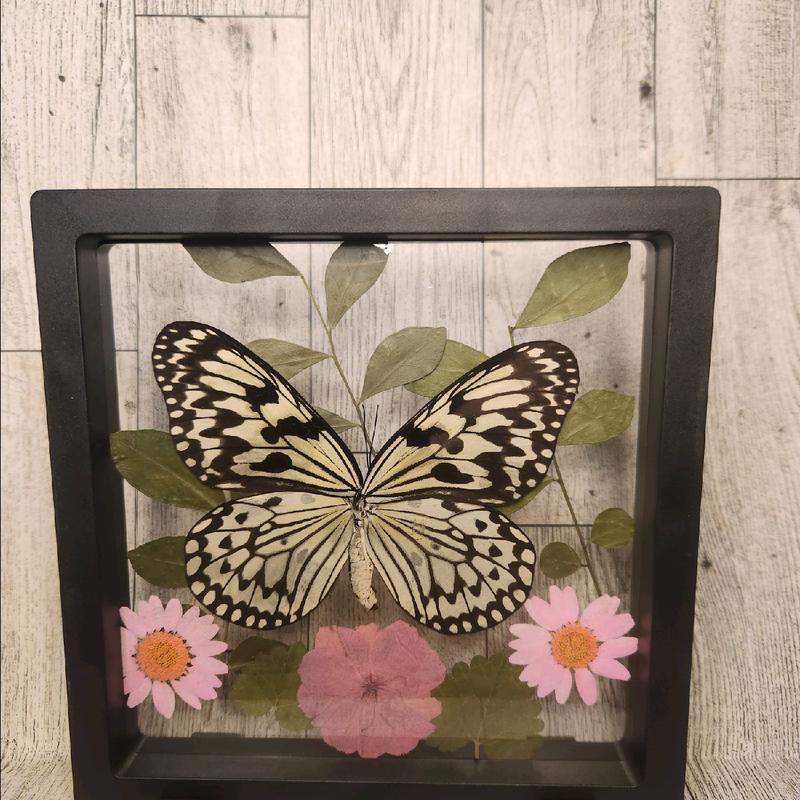 Framed Butterfly Art