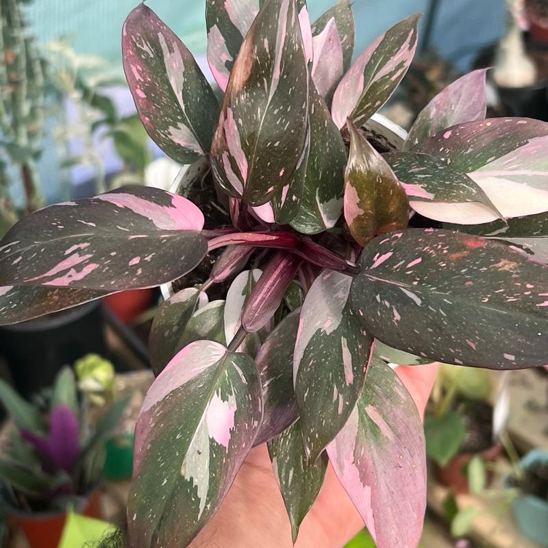 Pink Princess Philodendron | Rare Tropical Houseplant for Home & Garden | 4”