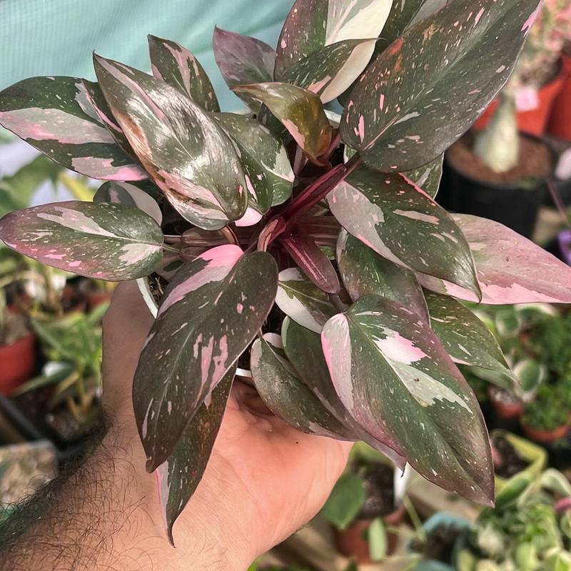 Pink Princess Philodendron | Rare Tropical Houseplant for Home & Garden | 4”