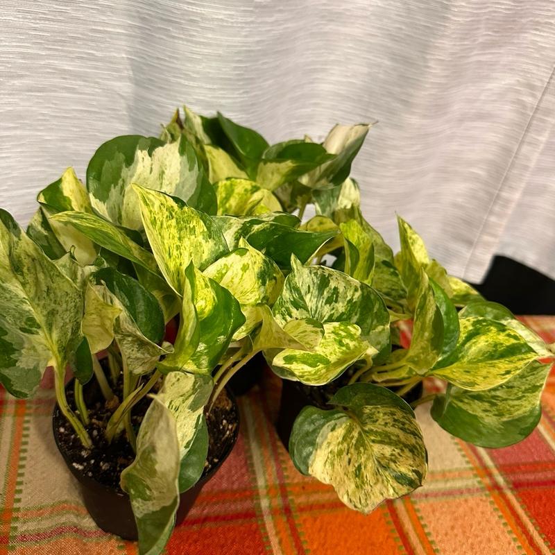 Manjula Pothos 4-inch Pot Live Variegated Houseplant - Perfect for Home and Office Decor