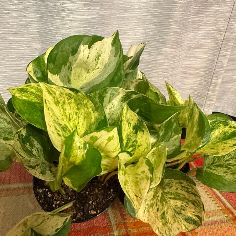 Manjula Pothos 4-inch Pot Live Variegated Houseplant - Perfect for Home and Office Decor