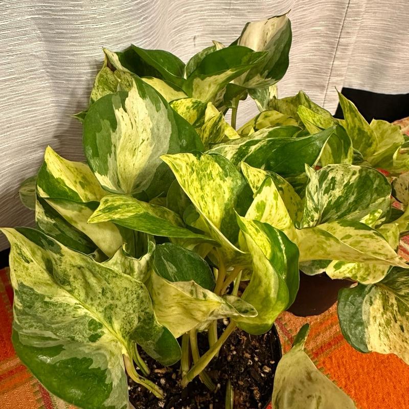 Manjula Pothos 4-inch Pot Live Variegated Houseplant - Perfect for Home and Office Decor