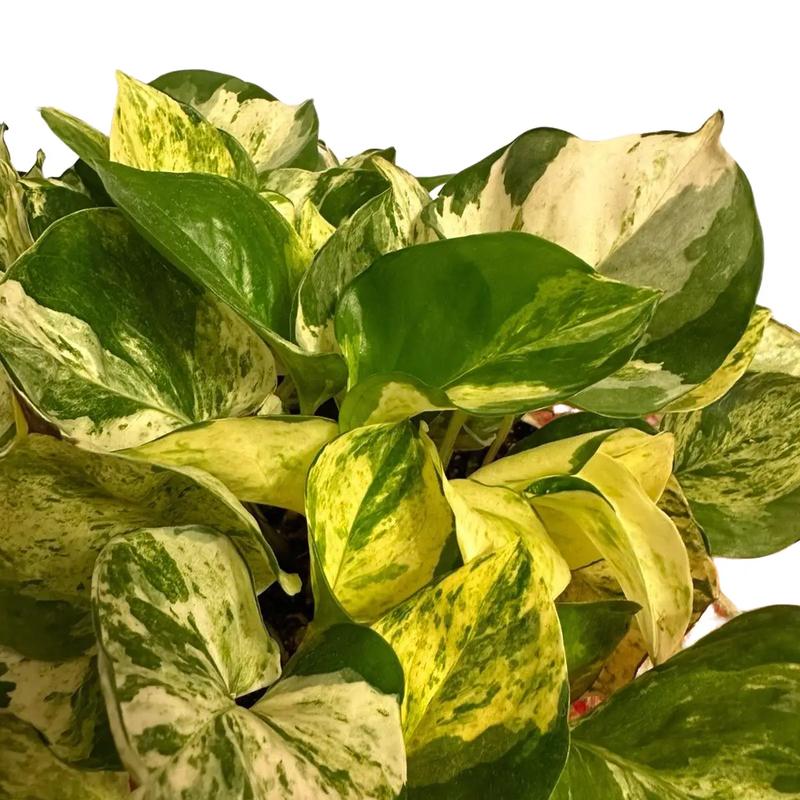 Manjula Pothos 4-inch Pot Live Variegated Houseplant - Perfect for Home and Office Decor