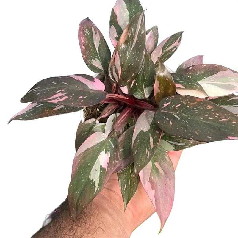 Pink Princess Philodendron | Rare Tropical Houseplant for Home & Garden | 4”